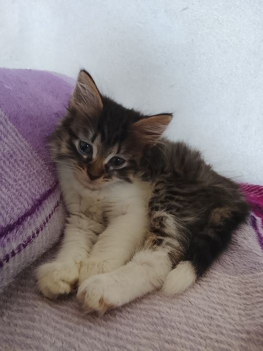 Кошеня 2.5 місяці