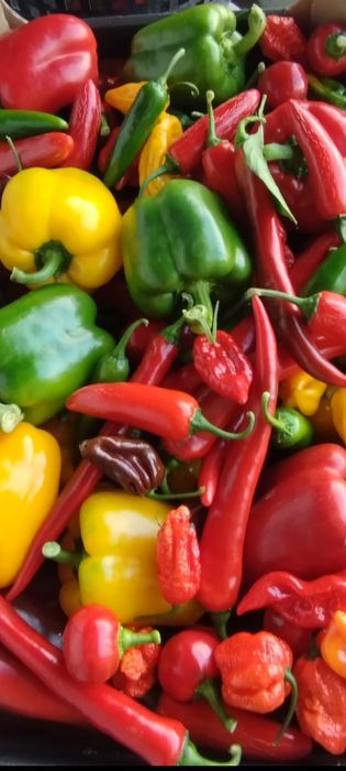 Papryka Jalapeno i Habanero
