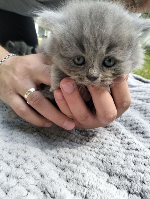 Кошенята Британці