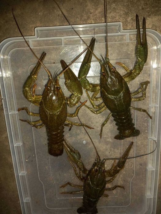 Продам раки/живі раки!
