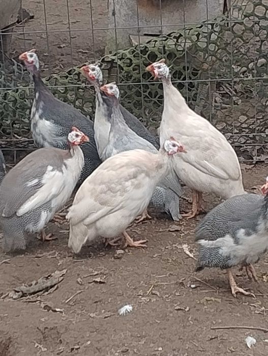 Perliczka Perliki Perliczki