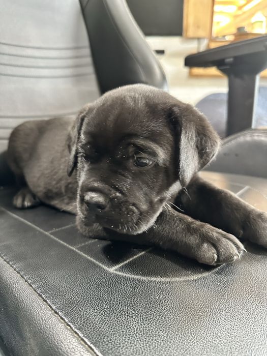 Чорний Барні – унікальний щеня Cane Corso, 1,5місяць, чисто чорний