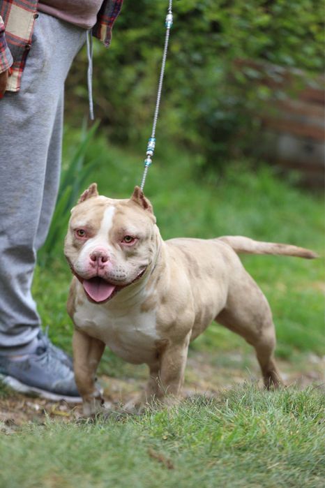 Прилаштовується красуня Буллі в типі Покет ! СТЕРИЛІЗОВАНА