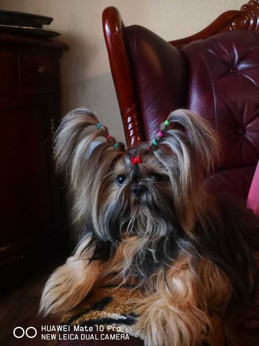 Красавчик- хлопчик Ши тцу шукає дівчинку для в*язки