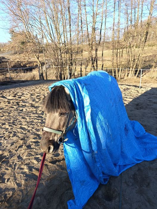 Wałach konik polski