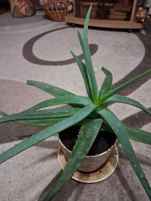 Алое-вера лечебное