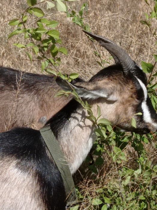 Продаю  дойні кози
