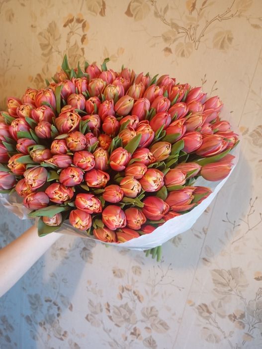 Тюльпани Голандія. Квіти.