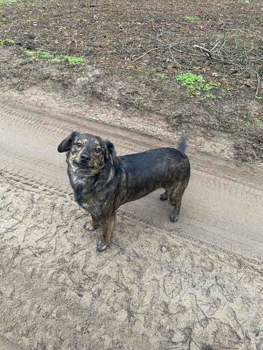 Собаки стерилизованы привиты добрые