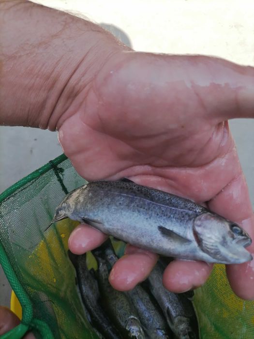 Продам осетрика для ставка