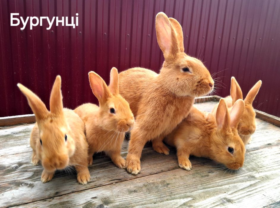 Кролики Бургунці
