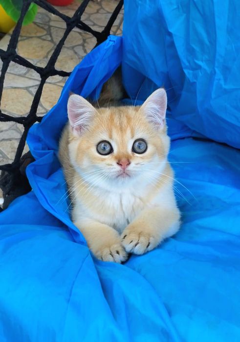 Ручные малышата. Котята золотая шиншилла.
