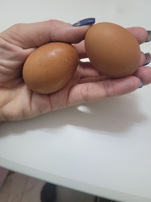 Кури ломан браун молоді