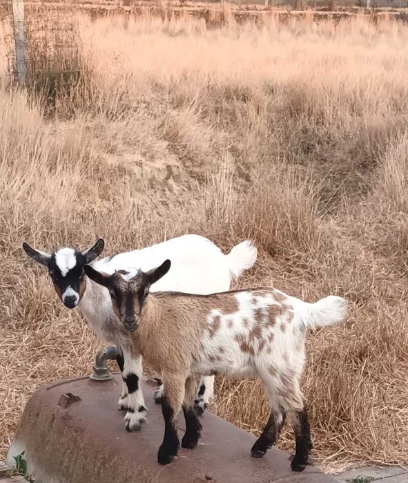Vendo 2 crias com 3 meses  ( cabras do monte )