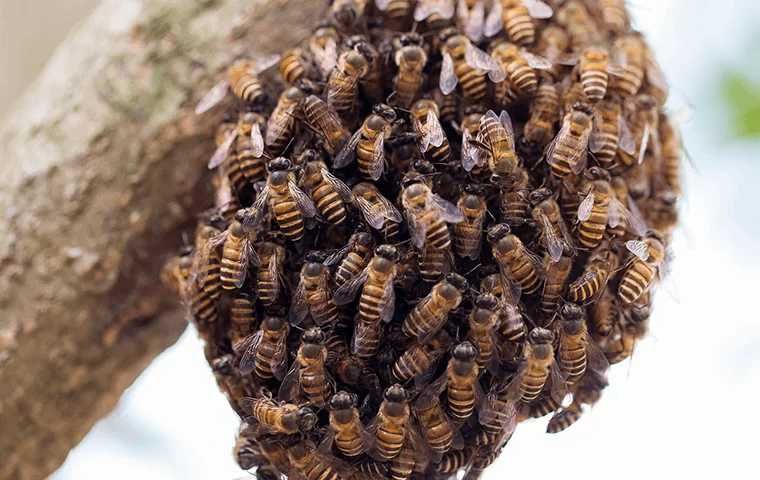 Removo enxames de abelhas