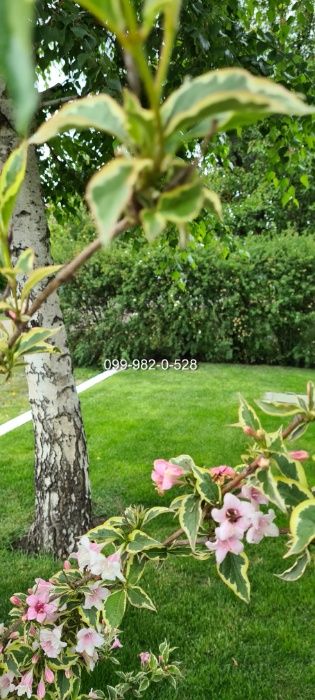 Витривалий газон ВДАЧА для дачі насіння Універсальної газонної трави