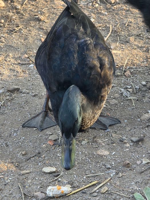 Patos e aves ( casal ) adultos com postura.
