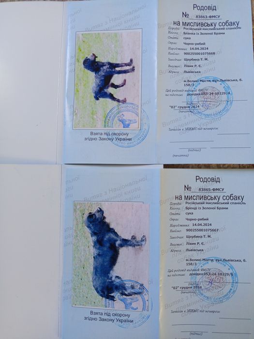 Продам суперових спаніелів