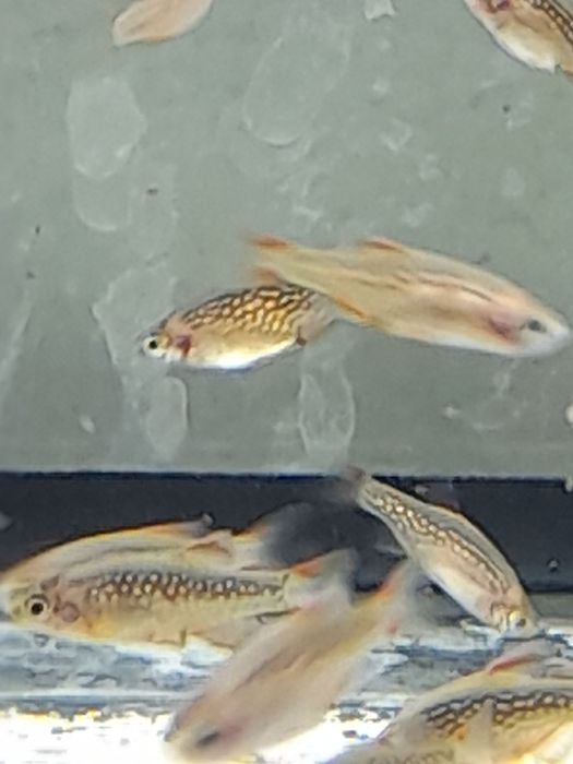 Danio galaxy  razbora