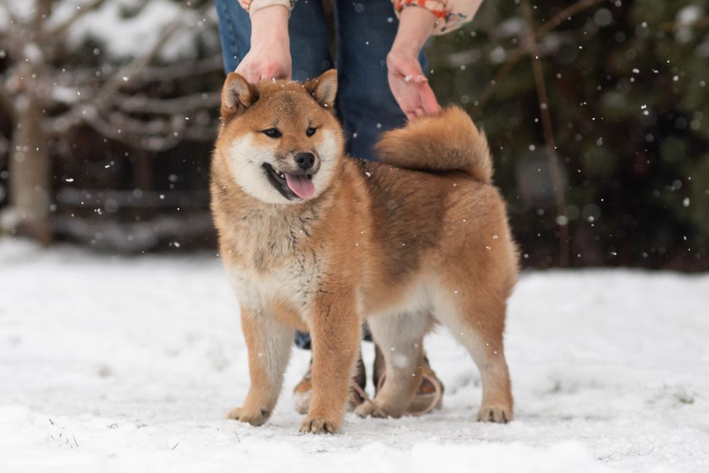 Красень шиба іну, сіба, shiba inu