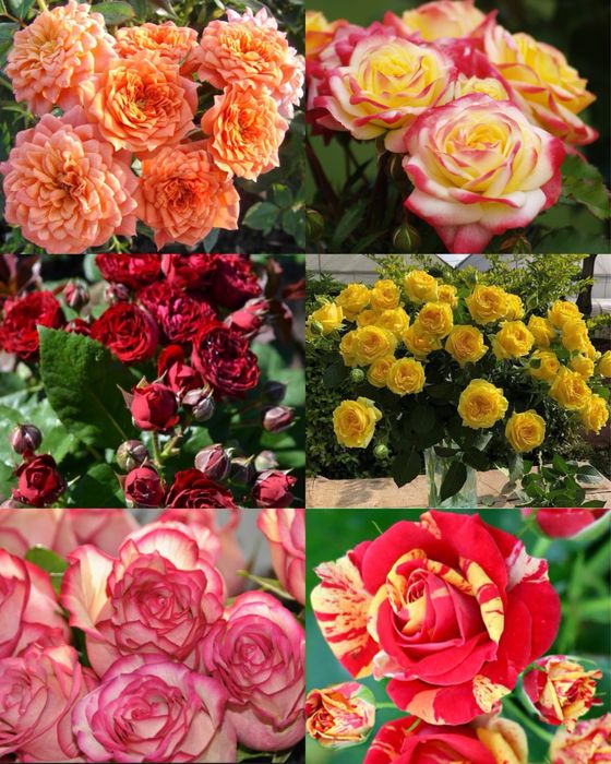 Садженці троянд  троянди