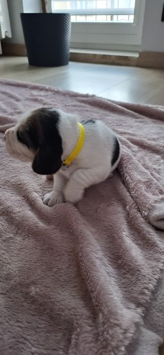 Szczeniaczki Beagle