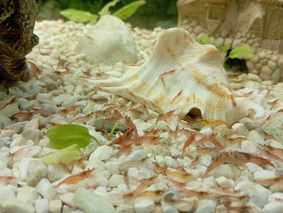 Krewetki z nadwyżki