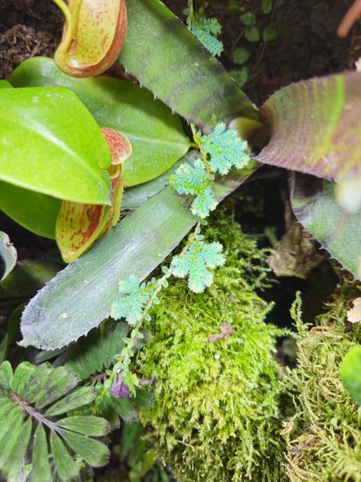 Selaginella uncinata