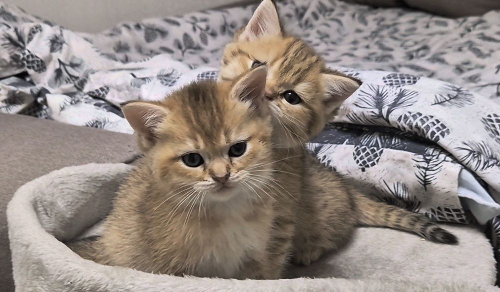 Прямоухие и вислоухие шотландские котята, девочки и мальчик