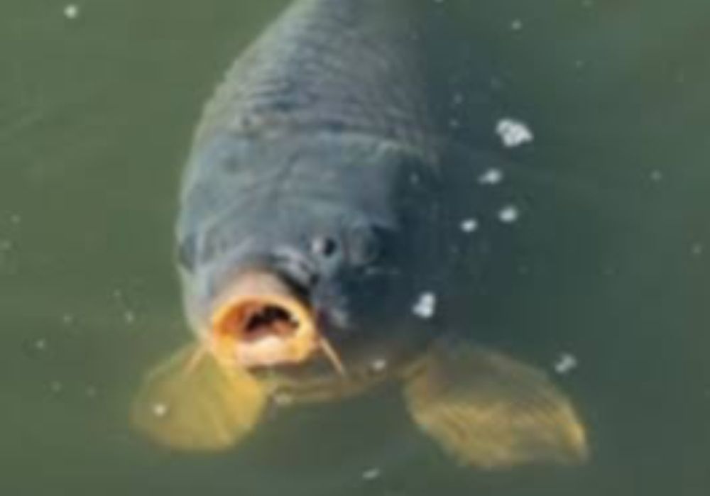 Karp narybek, kroczek