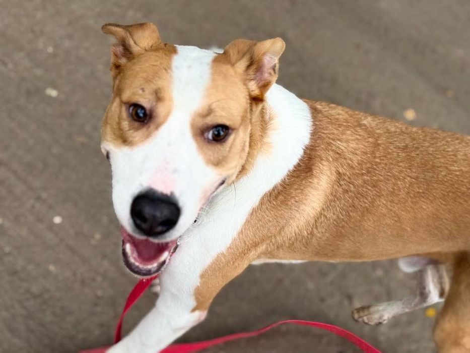 Rex 3 latek do adopcji