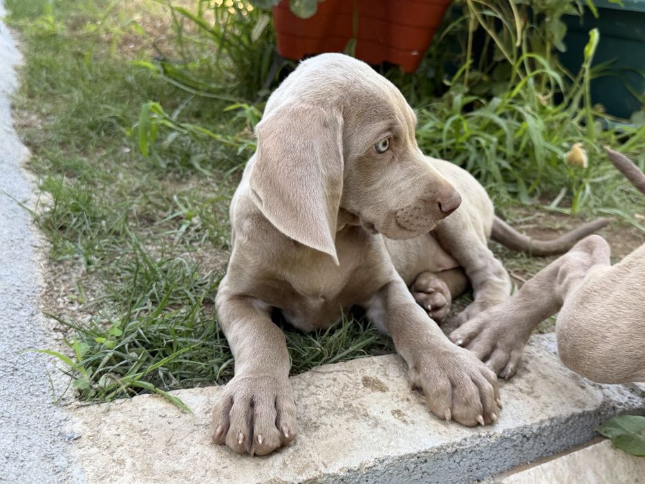 Weimaraner macho