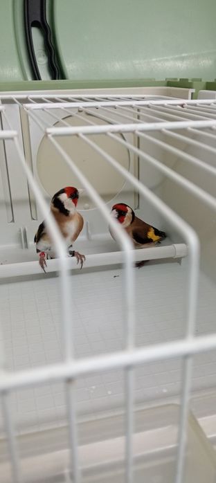 Algumas aves para cedência