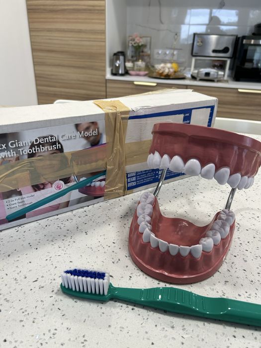 Modelo Dentário gigante com escova novo- Higiene Oral