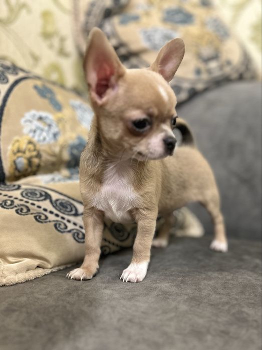 Маленький мальчик