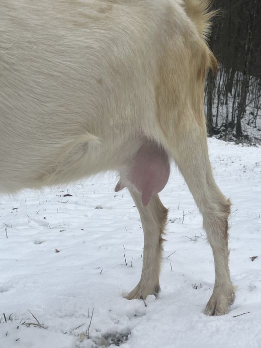 Кози англо-нубійська, занецька