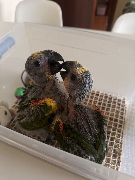 Papagaio amazonas aestiva macho com 4 meses