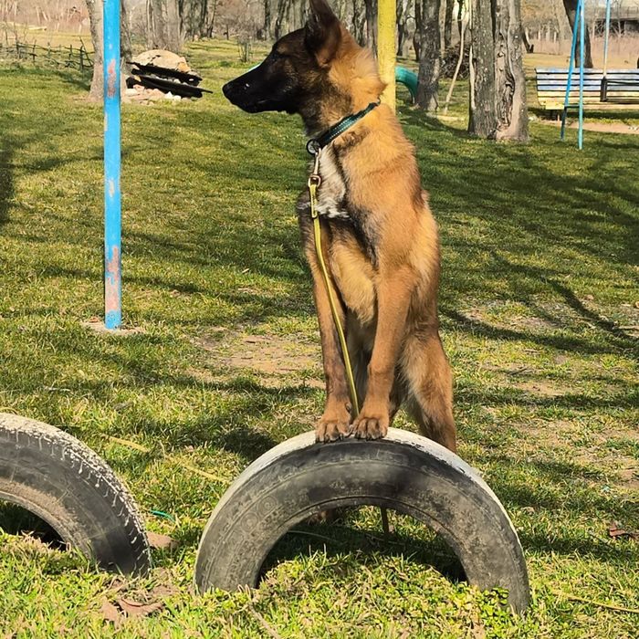 Щенки Малинуа Бельгийская овчарка