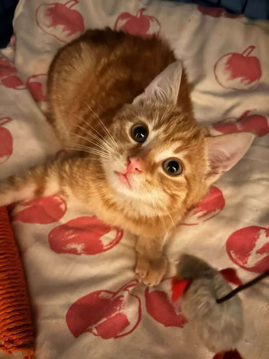 Kociaki w dwupaku zaczynaja rozglądac sie za nowym domem !