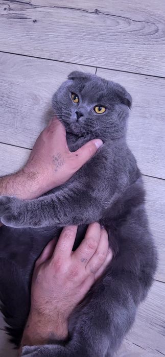 Котик шотландський висловухий (Scottish Fold) шукає подружку/наречену