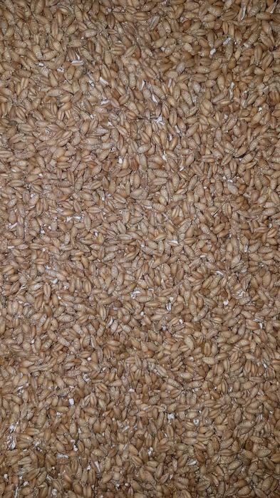 Pszenżyto ozime - bardzo dobrej jakości