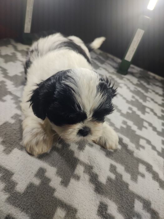 Shih tzu Tri-color  chłopczyk.