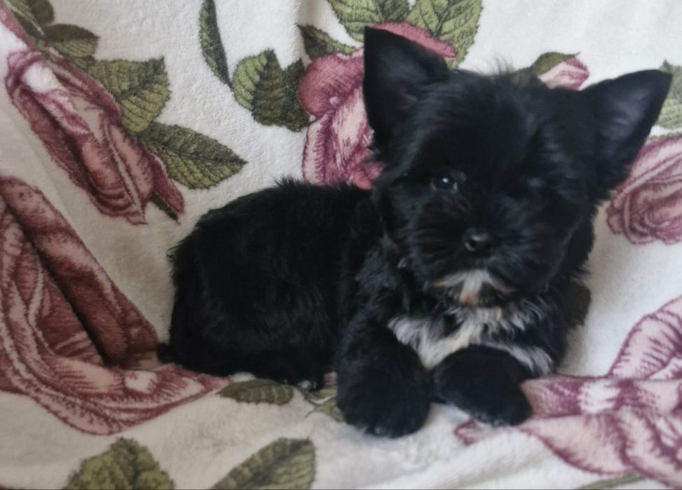 York black piesek z rodowodem