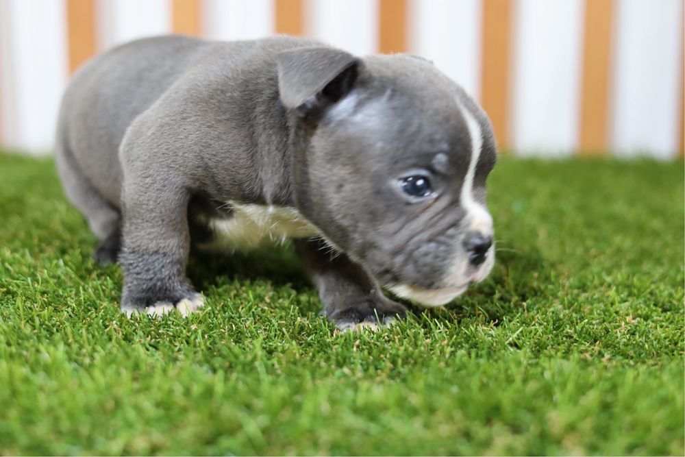 American bully micro