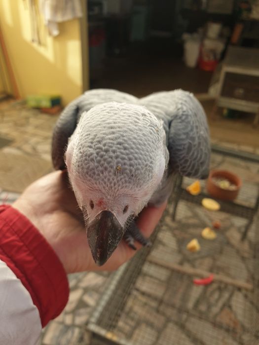 Papagaio cinzento