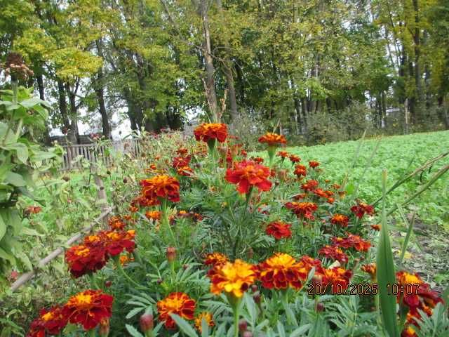 Чорнобривці квіти сушені  50 грн.