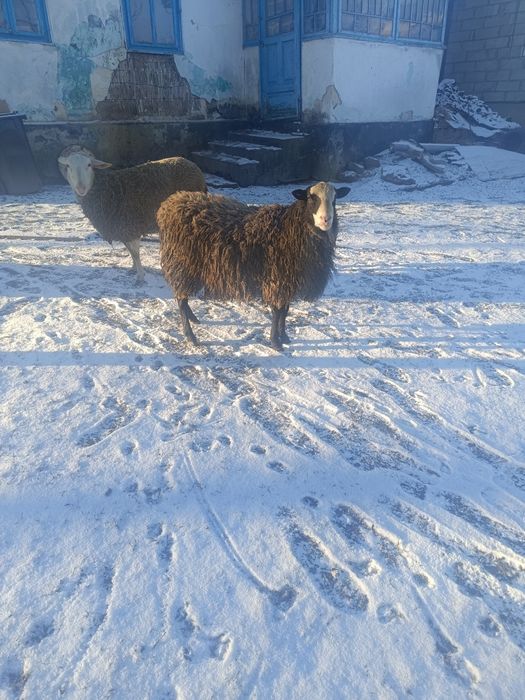 Продам барана романівська порода