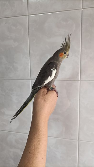 Caturras criadas à mão