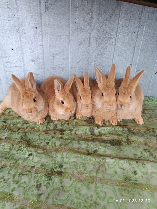 Продам кролики Бургундія