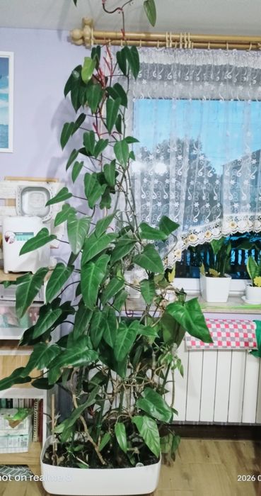 Filodendron duży